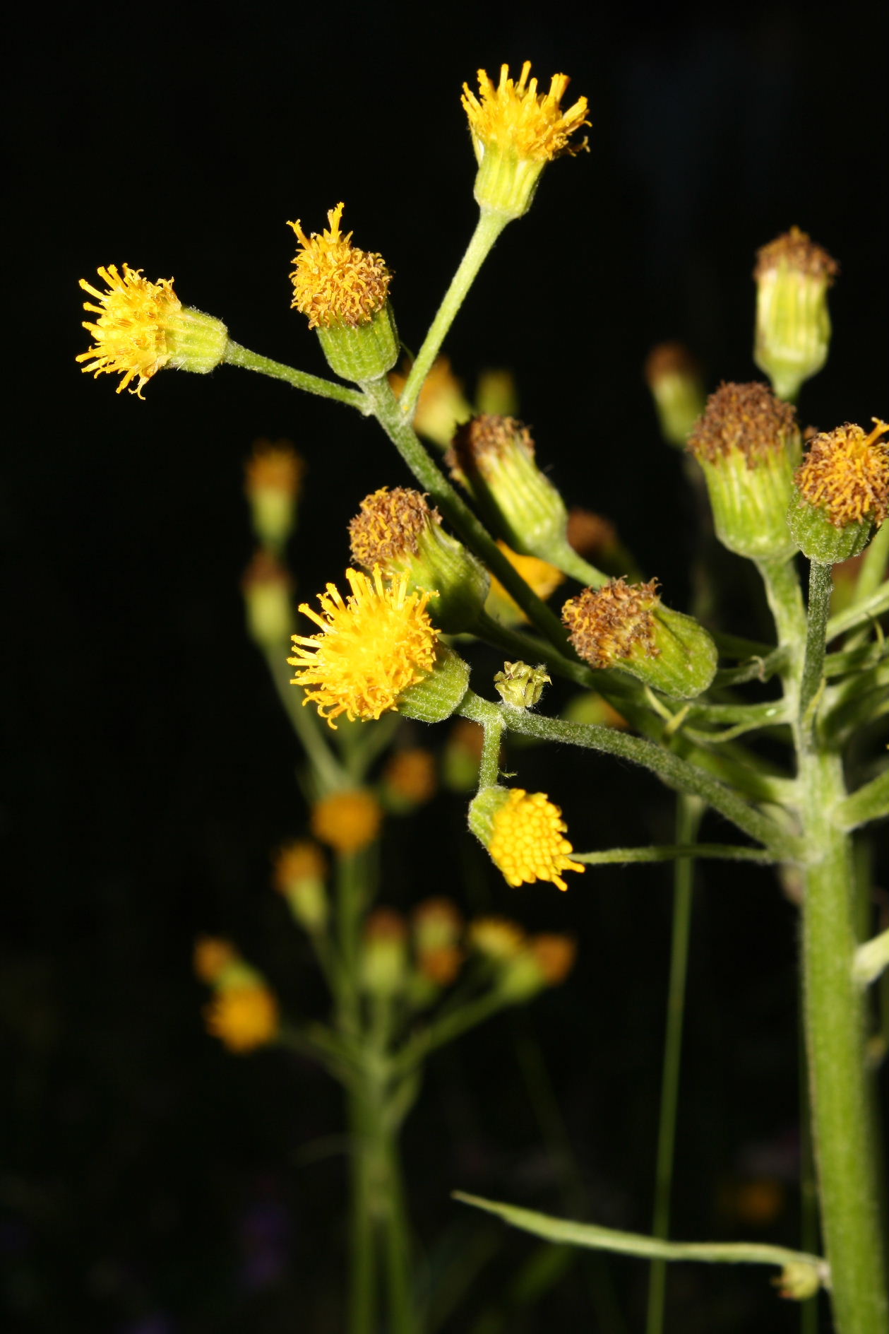 Asteracea da determinare-12